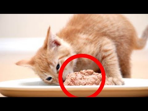 My cat wont eat his wet food anymore what to do?!