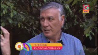 Consejos para el cuidado de las rosas