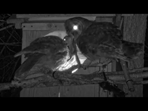 Male Barred Owl Delivers Flying Squirrel To Female At  Nest Box Entrance – April 17, 2025