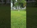 Sammy Fetch Fetch