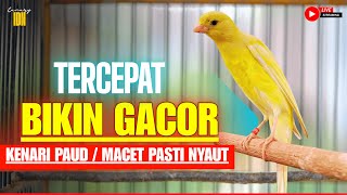 Download lagu PANCINGAN KENARI GACOR PANJANG FULL ISIAN CUIT-CUIT EMOSI AMPUH UNTUK MASTERAN KENARI PAUD GACOR mp3 Download lagu PANCINGAN KENARI GACOR PANJANG FULL ISIAN CUIT-CUIT EMOSI AMPUH UNTUK MASTERAN KENARI PAUD GACOR mp3