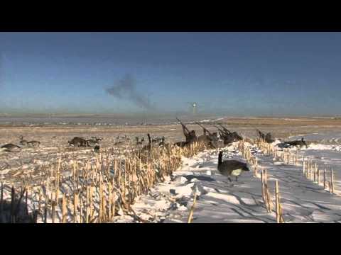 Navajo Nation Ducks and Geese Hunting