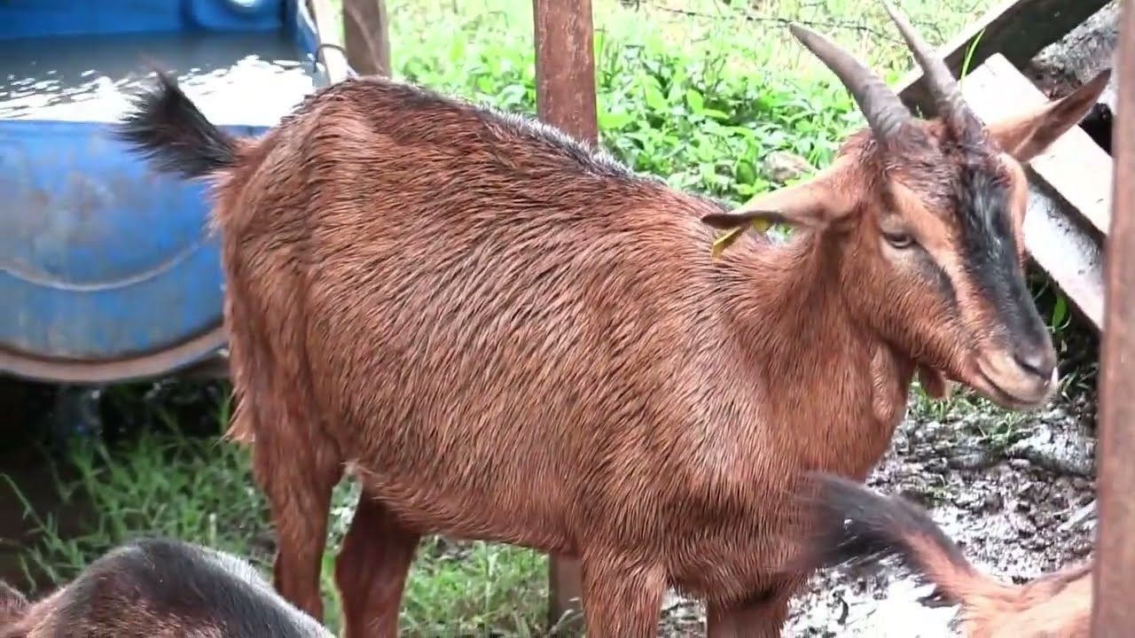 AIC Cheptebo RDC - Dairy Goats