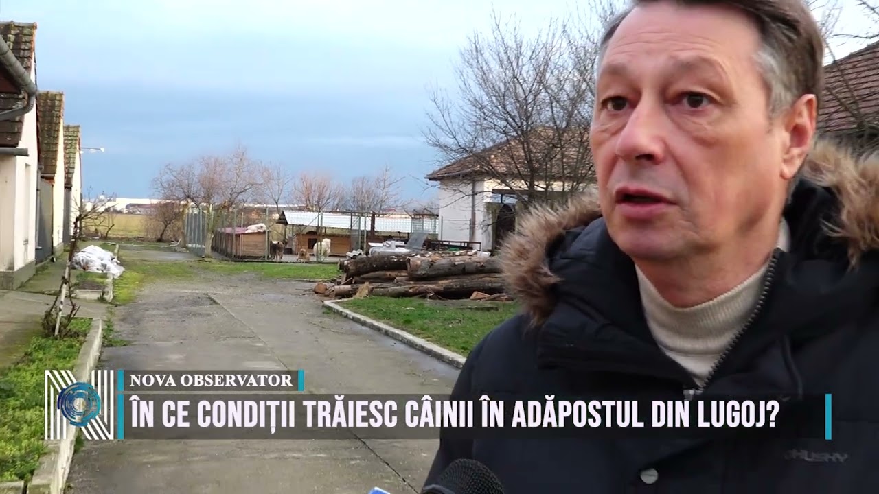 ÎN CE CONDIȚII TRĂIESC CÂINII ÎN ADĂPOSTUL DIN LUGOJ?