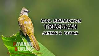 Download lagu CARA MEMBEDAKAN CIRI BURUNG TRUCUKAN JANTAN & BETINA mp3 Download lagu CARA MEMBEDAKAN CIRI BURUNG TRUCUKAN JANTAN & BETINA mp3