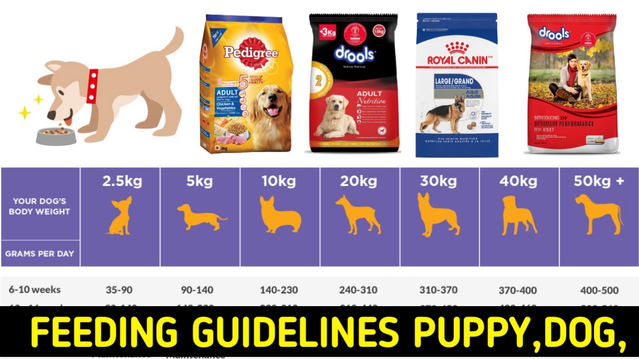 Feeding Guidelines | Schedule | Tips | How Much Food Should I Puppy And Dog Feding