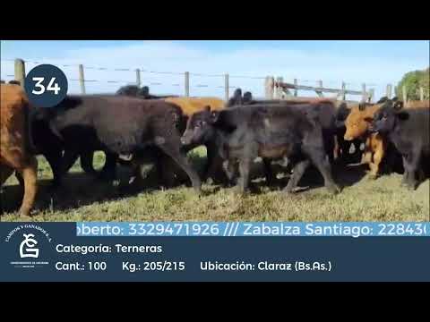 Lote Hembras - Claraz Bs As