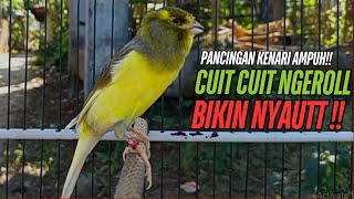 Download lagu SUARA Kenari GACOR PANJANG Pancingan & masteran Kenari Paud AGAR gacor AMPUH Kenari MACET bunyii mp3