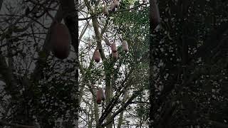#brasil#frutas #is this fruits?😱