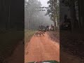 Kanha Kisli National Park Tiger Reserve Dist Balaghat M P Animal Animallover Tiger