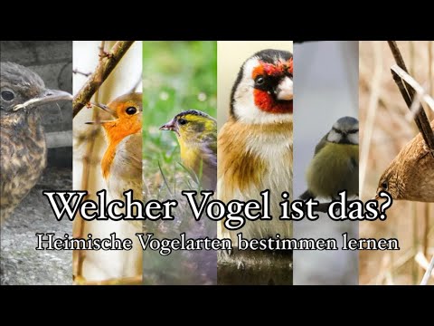, title : 'Heimische Vögel bestimmen lernen: Wichtige Merkmale + Tipps zur Vogelbeobachtung 🌼🐣🎵'