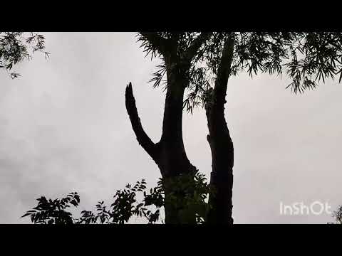 Imagens do rio Vasa Barris,água muito amarelada,#imediações de Itaporanga d'ajuda Sergipe 