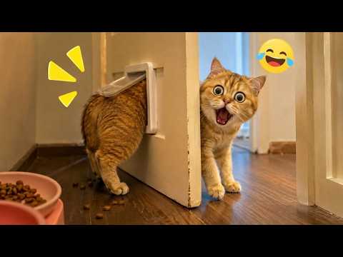 These Pets Are Comedy Gold 😂🐶 | Best Funny Animals Compilation On YouTube 🤣😹