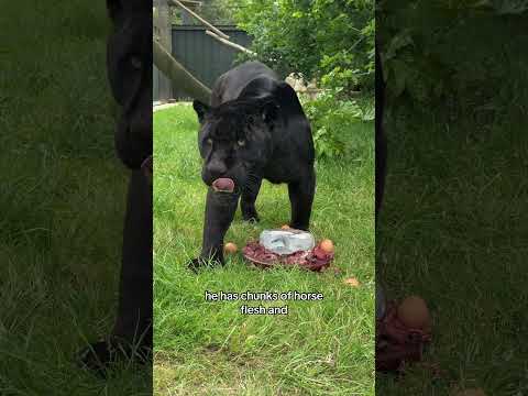 Neron’s 8th Birthday!