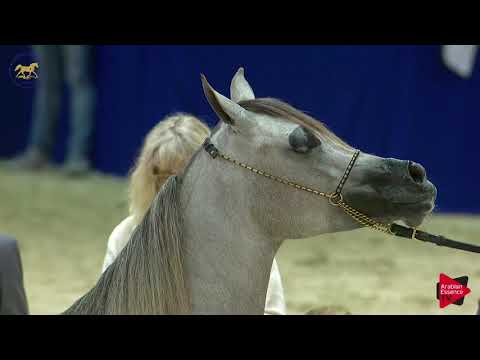 N 45 ZYN YAS   Dubai 2019   Fillies 2 years old Class 3