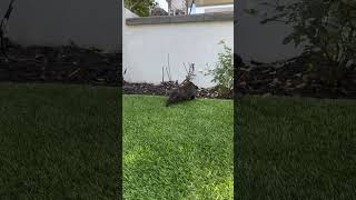 Video preview image #1 Faux Frenchbo Bulldog Puppy For Sale in Corona, CA, USA