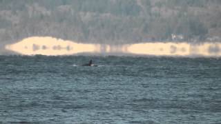 preview picture of video 'Southern Resident killer whales Puget Sound: Dec 7, 2013'