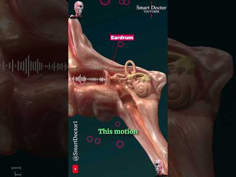 How Do We Hear? | Hearing Mechanism 🔉👂🏻