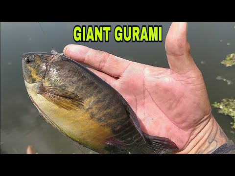 GIANT GURAMI/ TIKSAY FISH HUNTING ADVERTURE