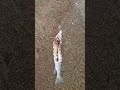 Video Thumbnail for A Sad Day At Fishing Lake.(Fishing For Eater Pike)