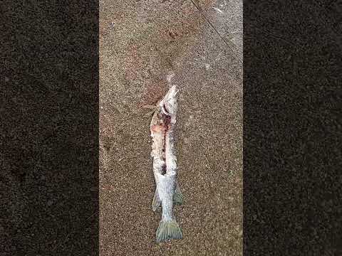 A Sad Day At Fishing Lake.(Fishing For Eater Pike)