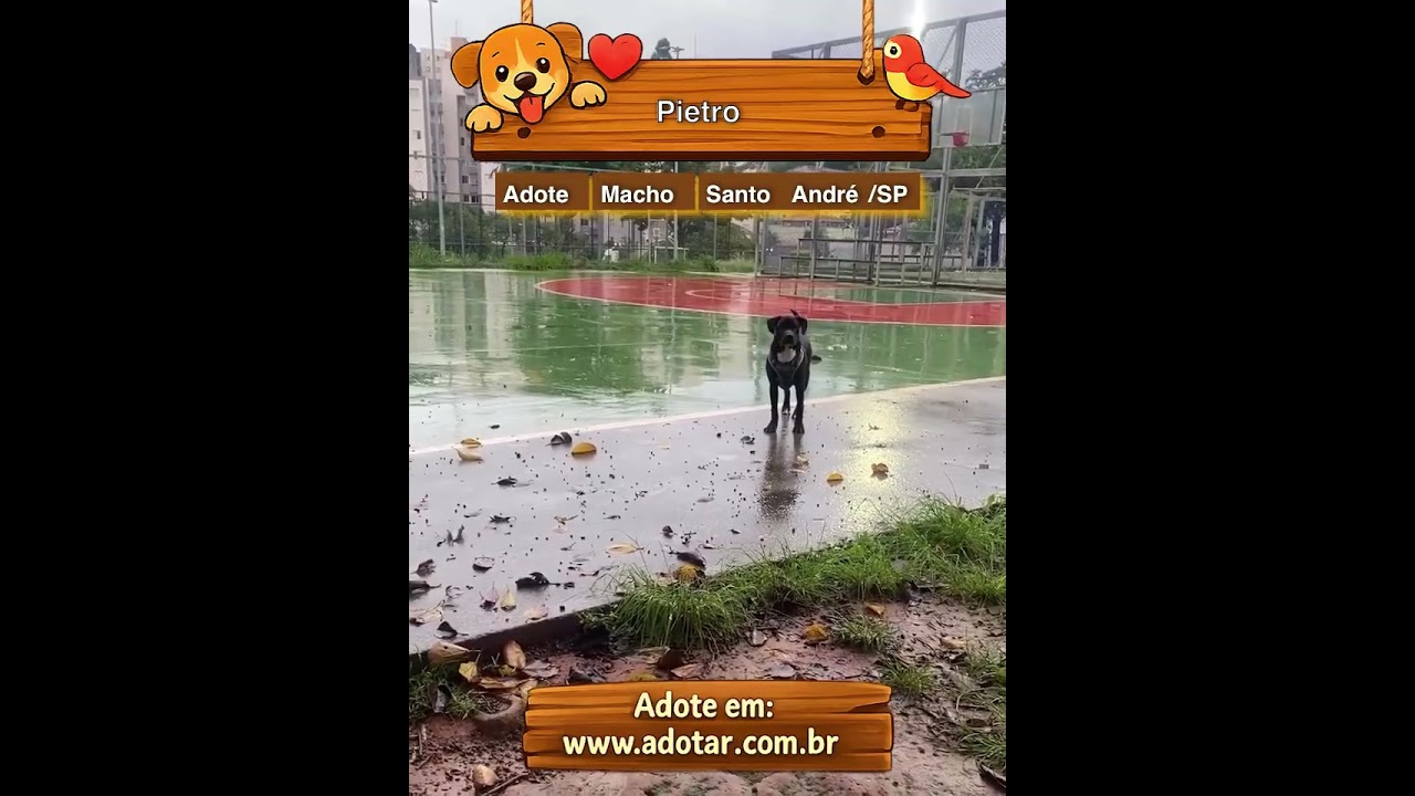 Cachorro raça Pit-Bull idade 7 a 11 meses nome Pietro