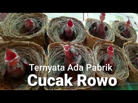 Cucak Rowo Breeding 2022