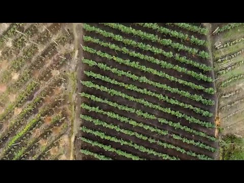 PIMENTÓN CAPITULO 2  MÁS SEMILLAS   GUARNE   ANTIOQUIA