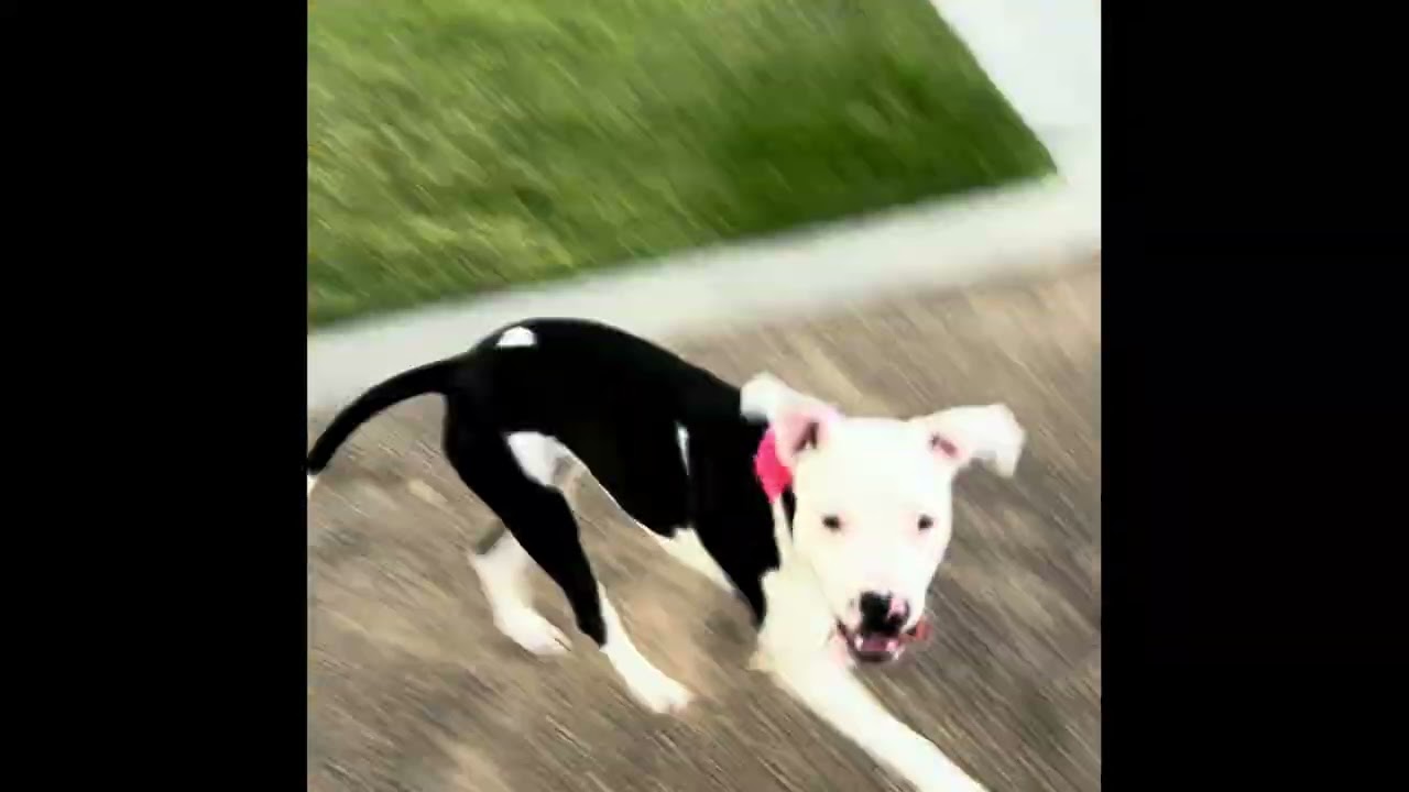 Enlarge Nancy, a Adopted mixed breed in Pasadena, CA video 4/6