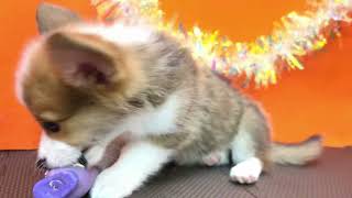 コーギーの動画01