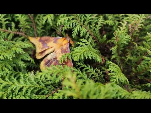 Forest Big Butterfly l Beautiful insect l Travel vlog l @Pratima's Life6603