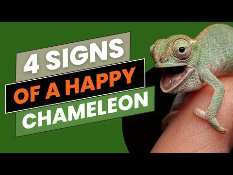 4 Signs of a Happy Chameleon: How to Read Your Chameleon's Mood