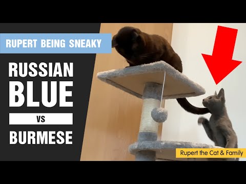 Rupert the Russian Blue Kitten sneaking up on Georgina the Burmese for the top of the cat tree.