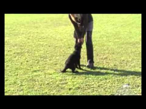 Alfa Sibaryani 2,5 months - DEFENCE, OBEDIENCE