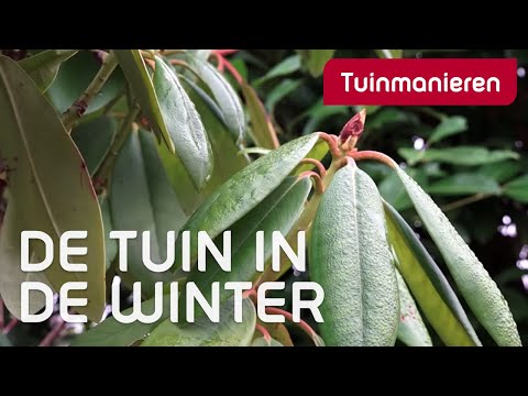 Het is december. Wat doe je in de tuin in de winter?