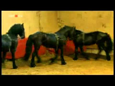 TV-Reportage über den Pferdetrainer Elmar Kretz aus dem Jahr 2010