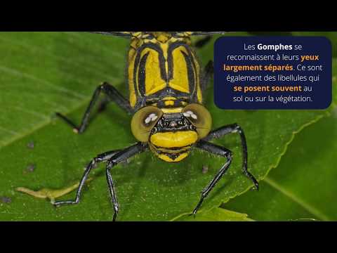 Le temps des libellules | Le gomphe à pattes noires