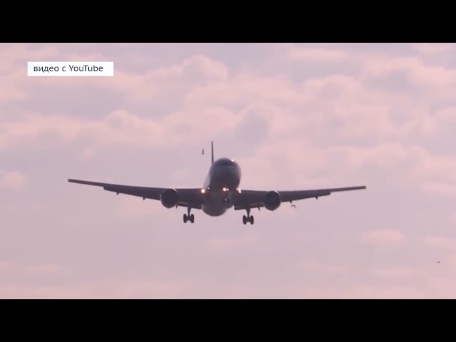 Пернатые – угроза для самолетов