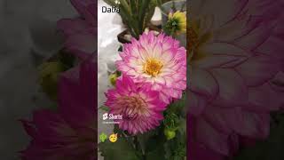 Dalia #suculentas #cactus #shorts #youtubeshorts #videoshort #top #dahlias