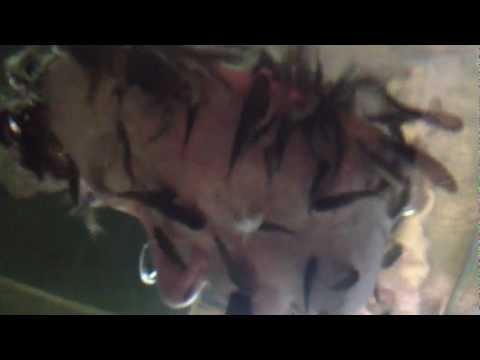 comment soigner les poissons d'aquarium