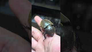 Download lagu Suara panggilan kumbang merah betina menyerupai bagian refrain lagu hip-hop. mp3