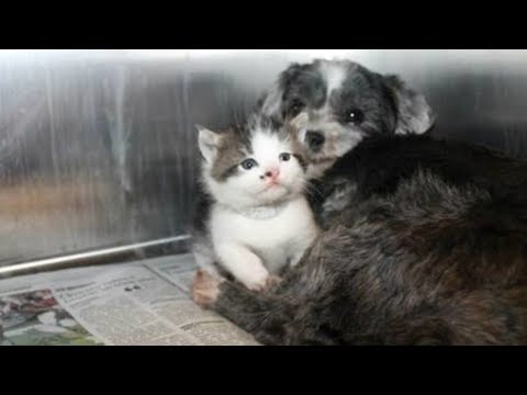Non Pregnant Dog Starts Lactating To Save Abandoned Kitten’s Life