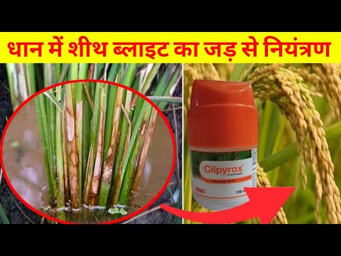 Cilpyrox Systemic Fungicide, Thifluzamide 24% Sc