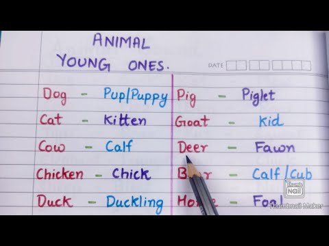 Animals and Young ones | Animal babies names | EVS