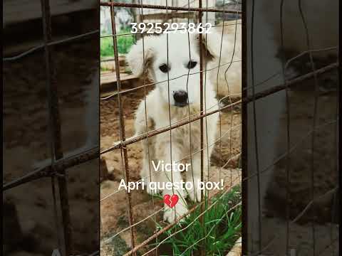 Regalo Victor pastore maremmano cerca casa