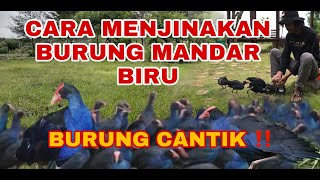Download lagu CARA MENJINAKAN BURUNG MANDAR ‼️‼️ aviari terbesar di dunia. dehakim aviary mp3