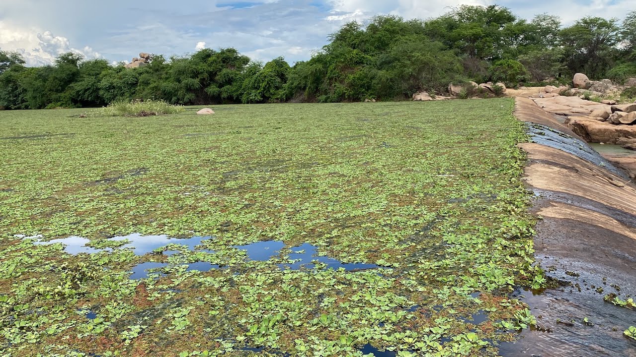 LIMPANDO A BARRAGEM DE SERRA TALHADA PE