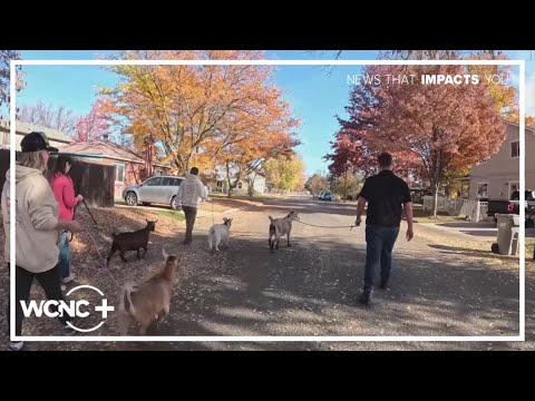 Pet goats bring Idaho community together - YouTube
