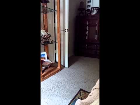 YouTube video about: Can dogs have trazodone and benadryl together?