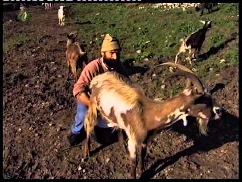 Antichi mestieri - Il gregge e la lavorazione della lana